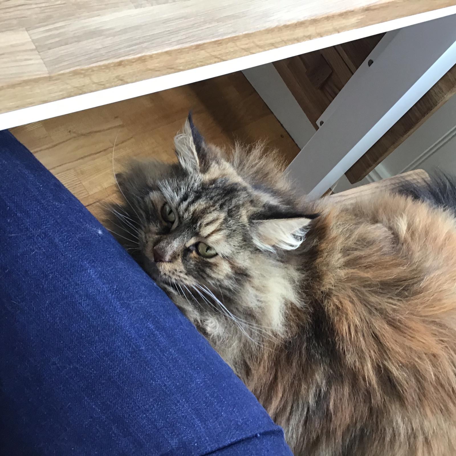 sibirisk katt Belinda